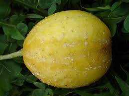 Image result for Cucumis sativus