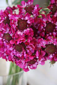 Cranberry Scabiosa