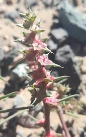 Image result for Salsola