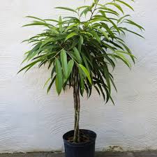 Image result for Ficus demeusei