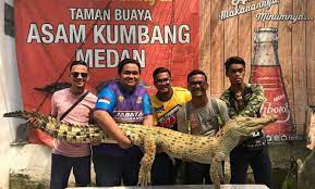 Lidah buaya bisa dimanfaatkan sebagai bahan alami untuk mengatasi jerawat. 10 Gambar Penangkaran Buaya Asam Kumbang Medan Harga Tiket Masuk Taman Jejakpiknik Com