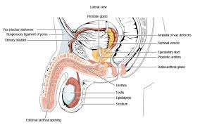 Male abdomen anatomy anatomy system human body anatomy diagram. Ou Human Physiology Anatomy And Physiology Of The Male Reproductive System Ou Human Physiology Textbook Openstax Cnx