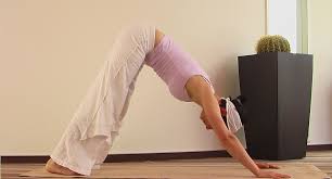 Upscale your yoga and sports practice. Adho Mukha Svanasana Yoga Relations