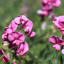 The original sweet in sweet pea (lathyrus odoratus cvs.) had more to do with fragrance than looks. Everlasting Sweetpea Latifolius Pink Seeds The Seed Collection
