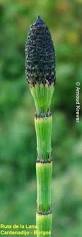 Image result for Equisetum ramosissimum
