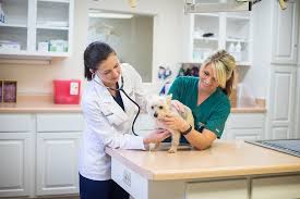 The gamble pet clinic is a small veterinary animal practice serving the medical, surgical and preventative needs of fort collins. Pet Wellness Spring Branch Veterinary Hospital
