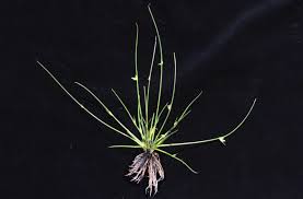 Image result for Schoenoplectiella