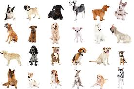 Dog Breed List The Ultimate List Of Dog Breeds