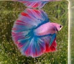91 Thai Import Fancy Multicolor Dthm Doubletail Halfmoon Male Betta Live Fish Betta Betta Fish Pet Fish