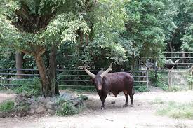 Visited melaka zoo few years ago. Zoo Melaka Ayer Keroh