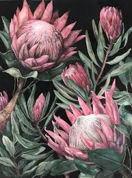 → see the proteas | meaning, pronunciation, translations and examples. King Proteas On Dark Background Etsy In 2021 Protea Art Botanical Drawings Protea Painting