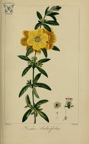 Image result for Heimia salicifolia