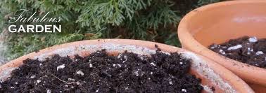 It may also contain weed seeds or fungus spores that can grow in your container. How Much Soil Should You Put In A Pot The Fabulous Garden