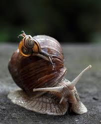 Pin By Two Roads Event Co On Word Snail Animals Animals Beautiful