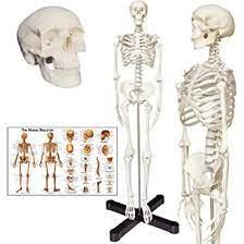 The phalanges are long, slender bones that form hinge joints between. Human Skeleton Anatomy Model With Metal Stand 33 5 Inches Human Skeleton Model With Movable Arms And Legs Including Anatomical Skeleton Model Colorful Chart Amazon Com Industrial Scientific