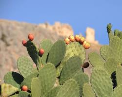 Image of Prickly Pear Cactus