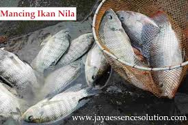 Racikan Umpan Ikan Nila Campuran Essen Dari Jaya Essen Yang Sudah Terbukti Keampuhannya Yang Dapat Meningkatkan Performa Umpan Lebih Baik Dan Berkual Ikan Essen