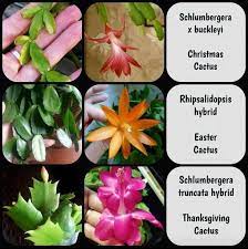The easter cactus (rhipsalidopsis gaertneri), like its close relatives the thanksgiving and christmas cacti, is named for its blooming time. Holiday Cactus Bemisfarmsnursery Com