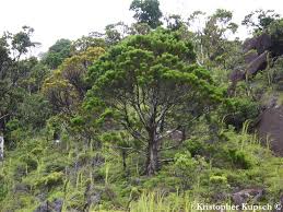 Image result for Callitris