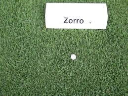 Zoysia grass is susceptible to a number of fungal diseases. How To Identify Grasses Part 2 Zoysiagrass Uses And Identification Youtube