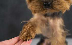 We did not find results for: Yorkipoo Everything You Should Know About The Yorkie Poo Dog All Things Dogs All Things Dogs