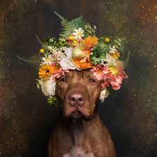 Pin On Not Your Average Pet