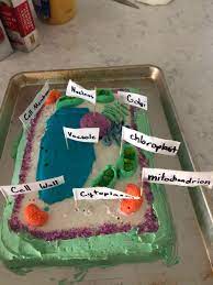 Use a box rather than a spherical container. O Xrhsths Cassie Makeeff Sto Twitter Learned Everything From Thekitchen To Make This Edible Cake Plant Cell Model Aka 5th Grade Science Project