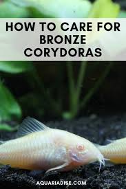 Caresheet Bronze Corydoras Corydoras Aeneus Pet Fish Aquarium Fish Betta Breeding