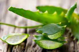 Aloe Vera Nasil Cilde Uygulanir Aleo Vera Saca Iyi Gelir Mi Habernett Habernett