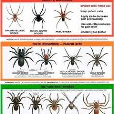 33 Best Beware Images Spider Bites Spider Hobo Spider