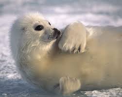 Animals Wallpaper Animals Ocean Animals Pictures Cute Animals Ocean Animals