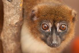 Termen zoo kommer från zoologi som är undersökningen av djur. Djurparken Parken Zoo