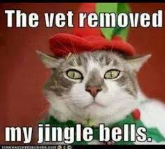 Spay And Neuter Early A Humane Alliance Campaign Christmas Cats Funny Cats Cats