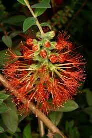 Image result for Melaleuca hypericifolia