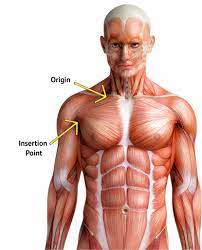 Chest shoulder upper back muscles. Upper Chest Workout