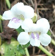 Image result for Asystasia vogeliana