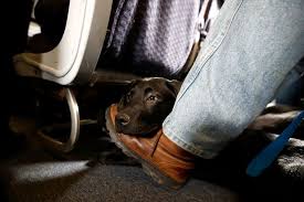 An emotional support animal (esa) is just what it sounds like—a pet that provides emotional support. U S Moves To Let Airlines Ban Emotional Support Animals Wsj