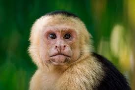 2025 Deluxe Private Manuel Antonio Park Tour