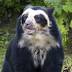 Spectacled bear