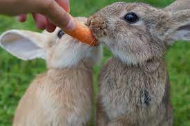Can rabbit's eat carrot tops? What Can Rabbits Not Eat Carrots Can Be Dangerous Vets Now