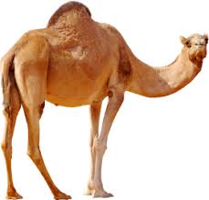 1 мин и 25 сек, битрейт: Pin On Camel Animal