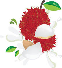 Since these fruits are high in sugar content, they tend to go bad quickly after they've been harvested. Fresh Rambutan Clipart 1 566 198 Clip Arts