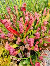 Image result for Heinsenia