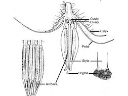 The main part of a female part of a flower is the ovarya female plant has a pistaland a male plant has a stamin. Bumble Bees In Greenhouse Vegetable Production