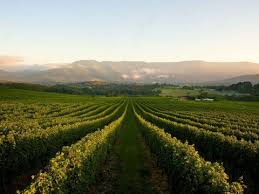 Victoria S Regions Victoria Australia Yarra Valley Wineries Wine Region Victoria Australia
