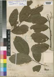 Image result for Antidesma membranaceum