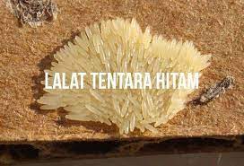 This apk is safe to download from this mirror and free of any virus. Budidaya Maggot Bsf Tanpa Bau For Android Apk Download