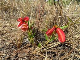 Image result for Combretum platypetalum