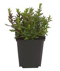 Majorana syriaca, origanum maru syian oreganobot.t Dehner Ysop Dehner