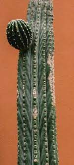 My own plant that i try and avoid propagation during the winter time when plants typically aren't doing much in the growing. How To Easily Root And Propagate A Cactus Step By Step Succulent Plant Care